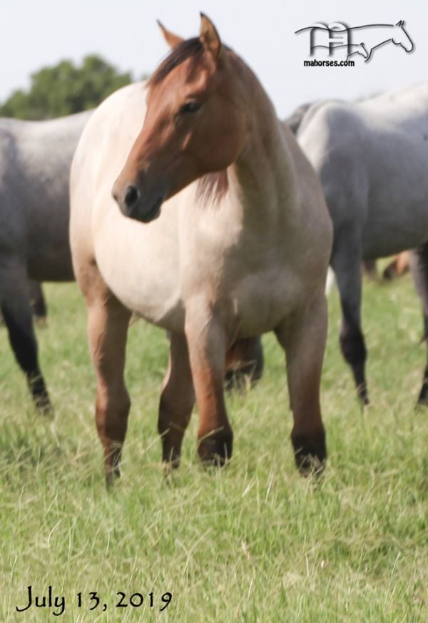 Huckleberry Blue's 2018 Dun Roan Filly